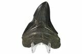 Fossil Megalodon Tooth - South Carolina #149396-2